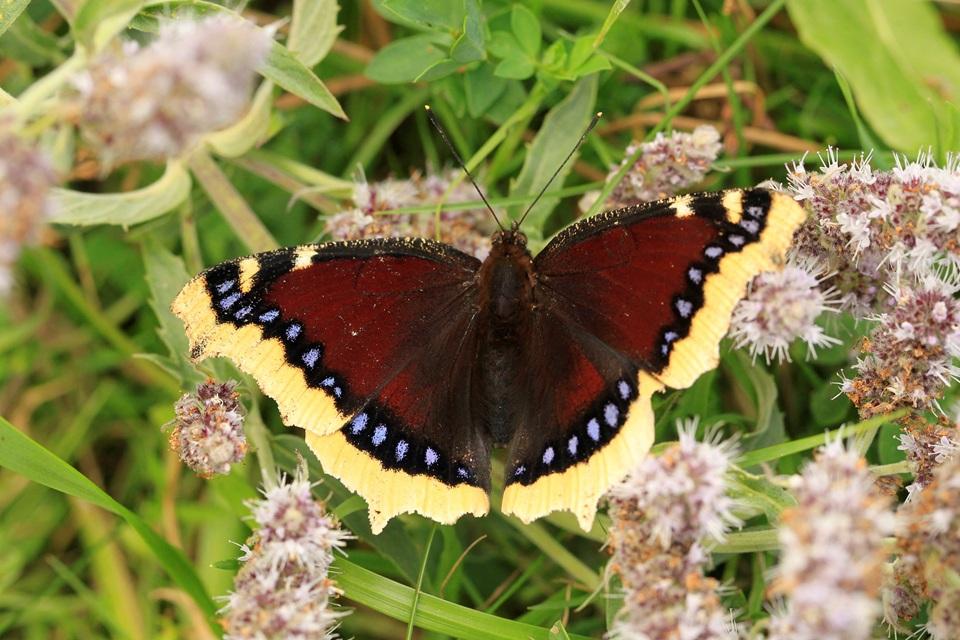 Butterfly wing patterns may trick predators with motion illusions