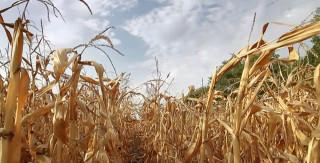 Agri damage due to El Ni&ntilde;o tops P8.57 billion, says DA