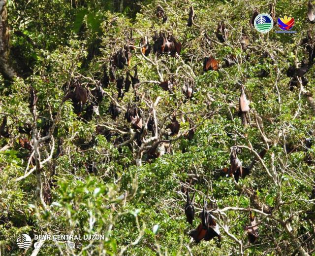 Photo from DENR-Central Luzon