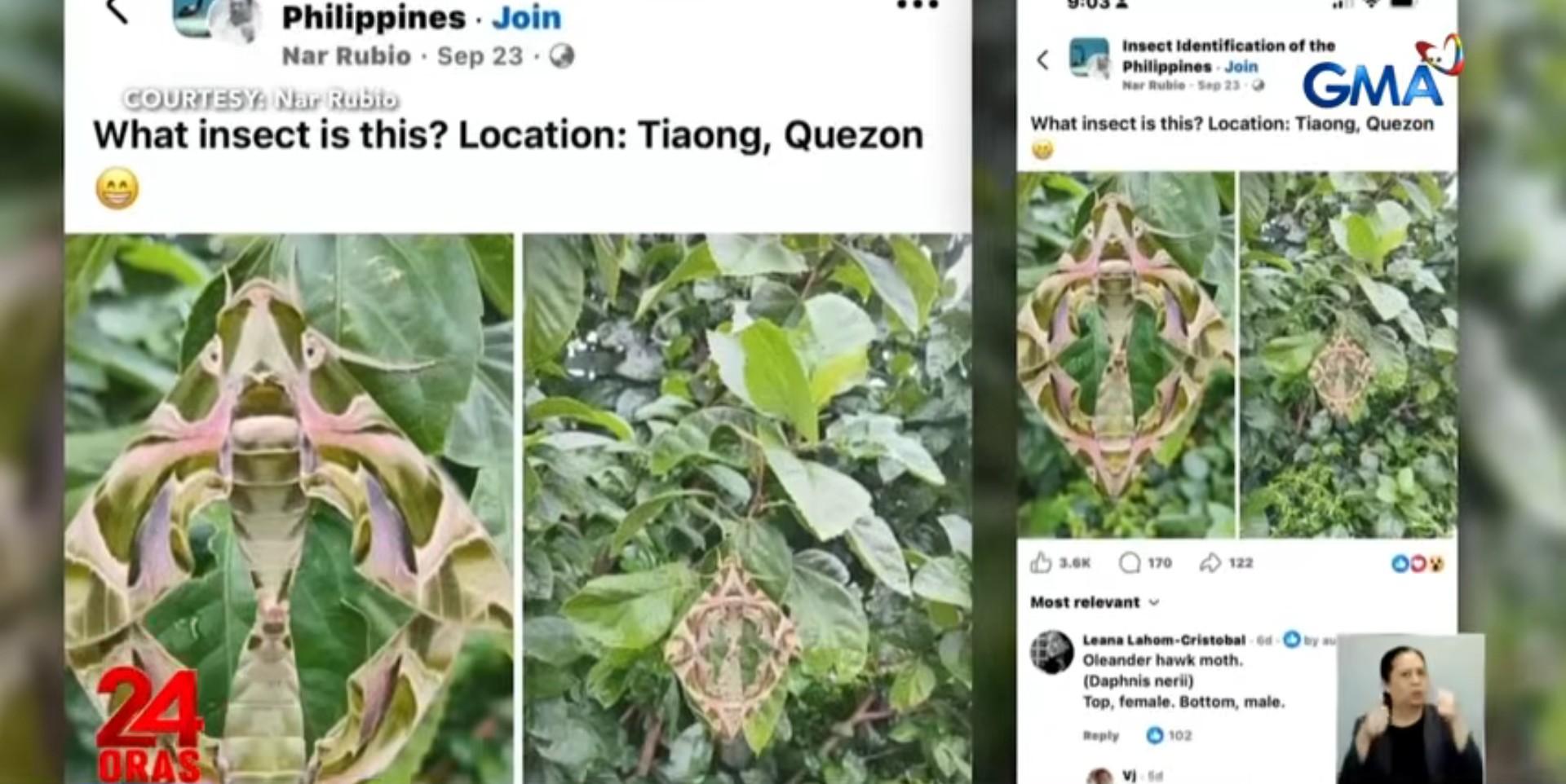 Viral photo of 'leaves' in Quezon turns out to be two mating moths