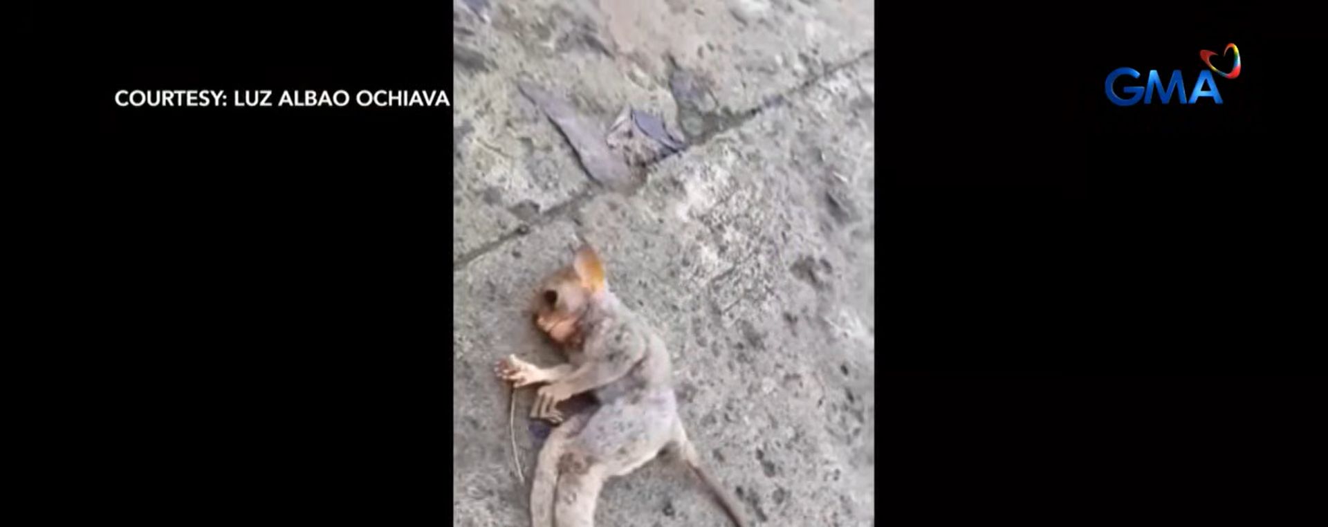 Tarsier, namataang nakahandusay at patay na sa kalsada sa Calbayog City, Samar
