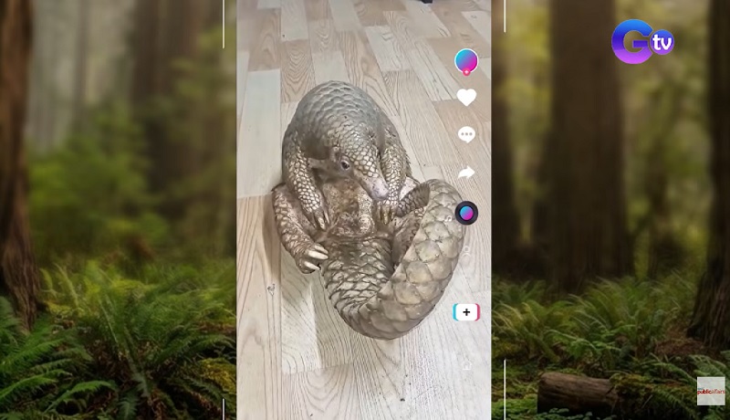 'Palaboy' na pambihirang hayop na Pangolin, pumasok sa isang bahay sa Cavite