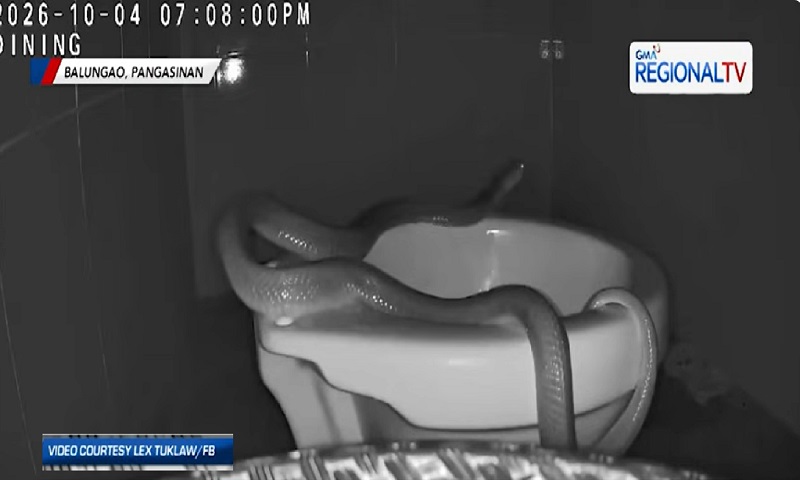 Kobra na nakapasok sa bahay, nagtago sa inidoro sa Balungao, Pangasinan