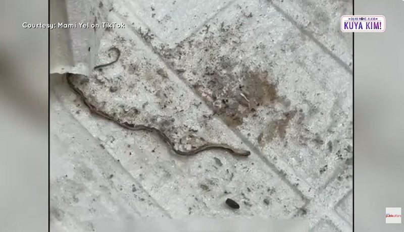 Mga patay at natuyo nang ahas, nakita sa likod ng wallpaper sa dingding ng bahay