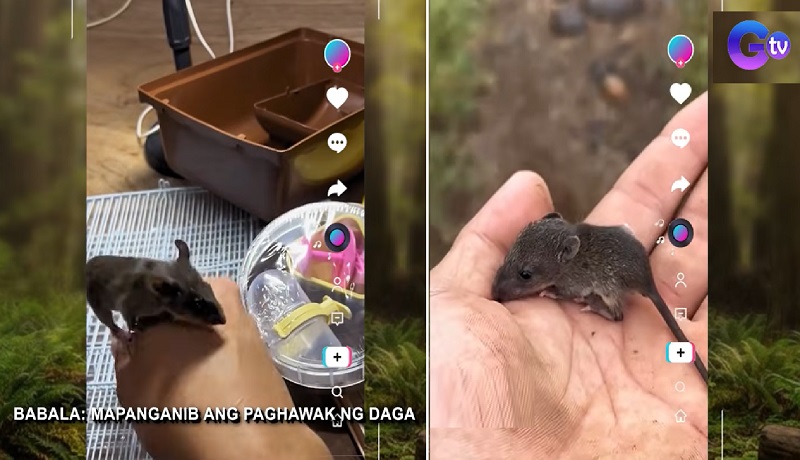 Dagang-bukid na sinagip noong ‘baby,’ napaamo at ginawang pet ng isang lalaki