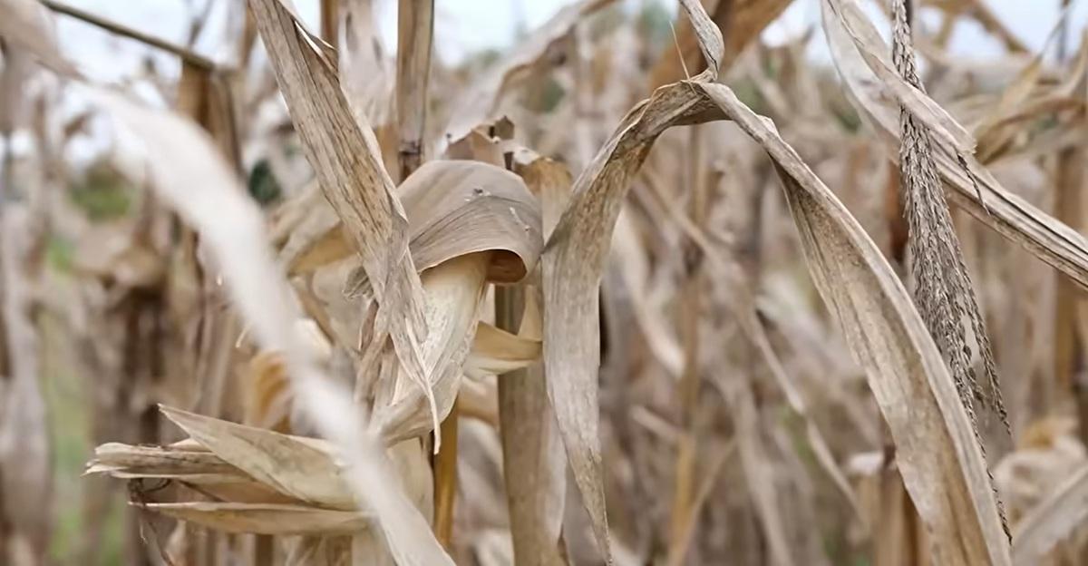 66 areas in Cagayan Valley under state of calamity due to El Nino 66 areas in Cagayan Valley under state of calamity due to El Nino