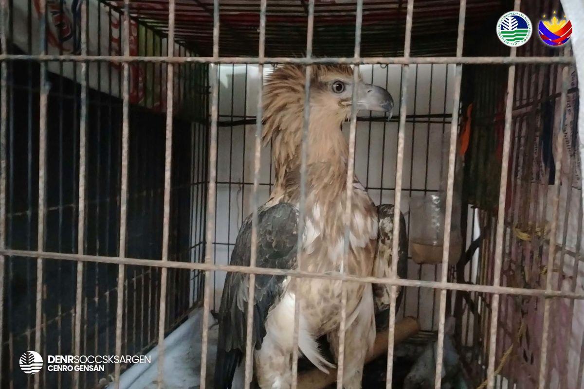 White-bellied sea eagle rescued in General Santos City