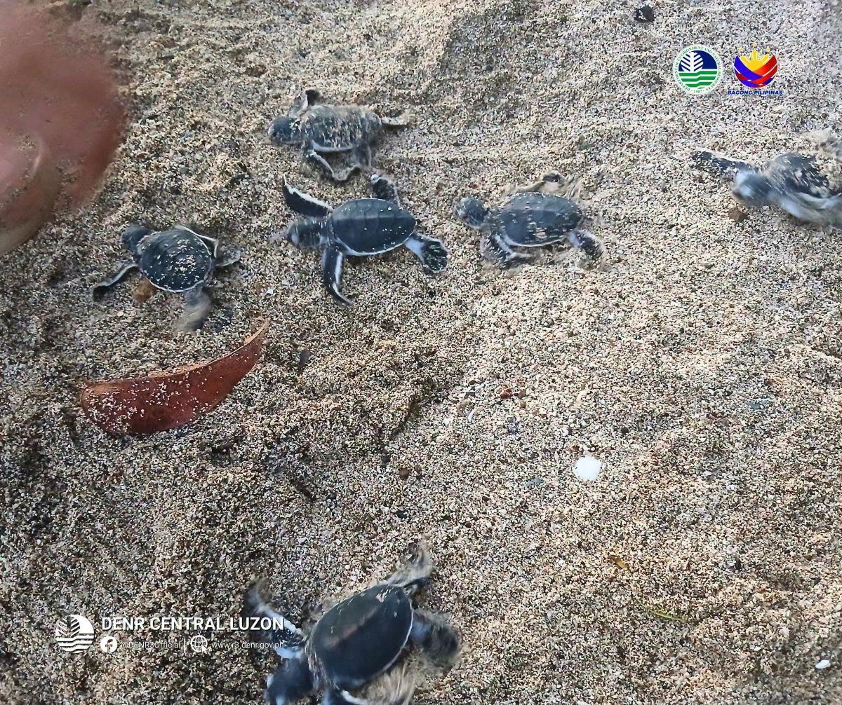 DENR releases over 170 green sea turtle hatchlings in Baler, Aurora
