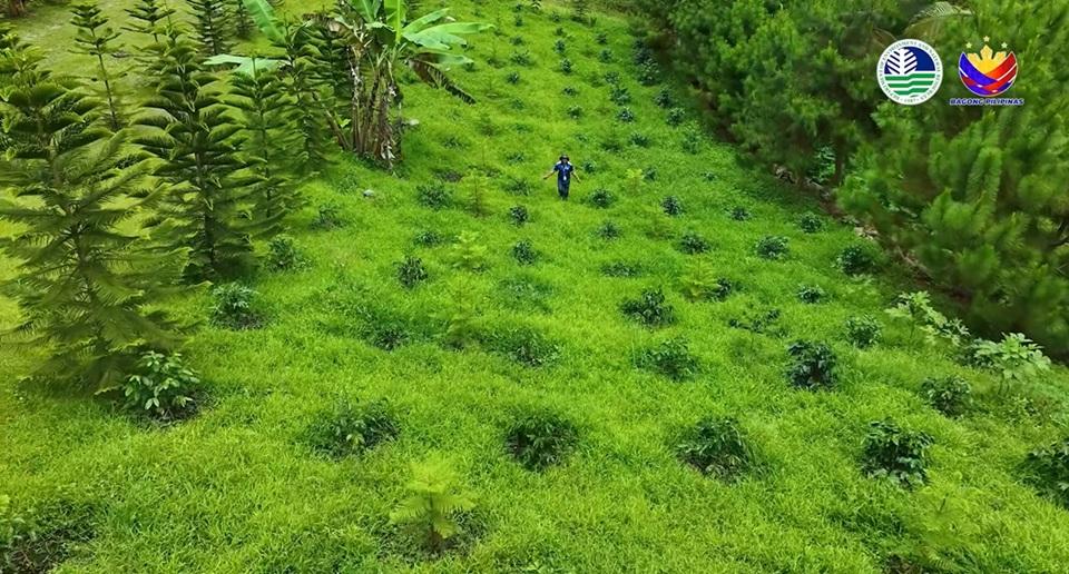 DBM: P1.62 billion proposed for nat'l greening program in 2027