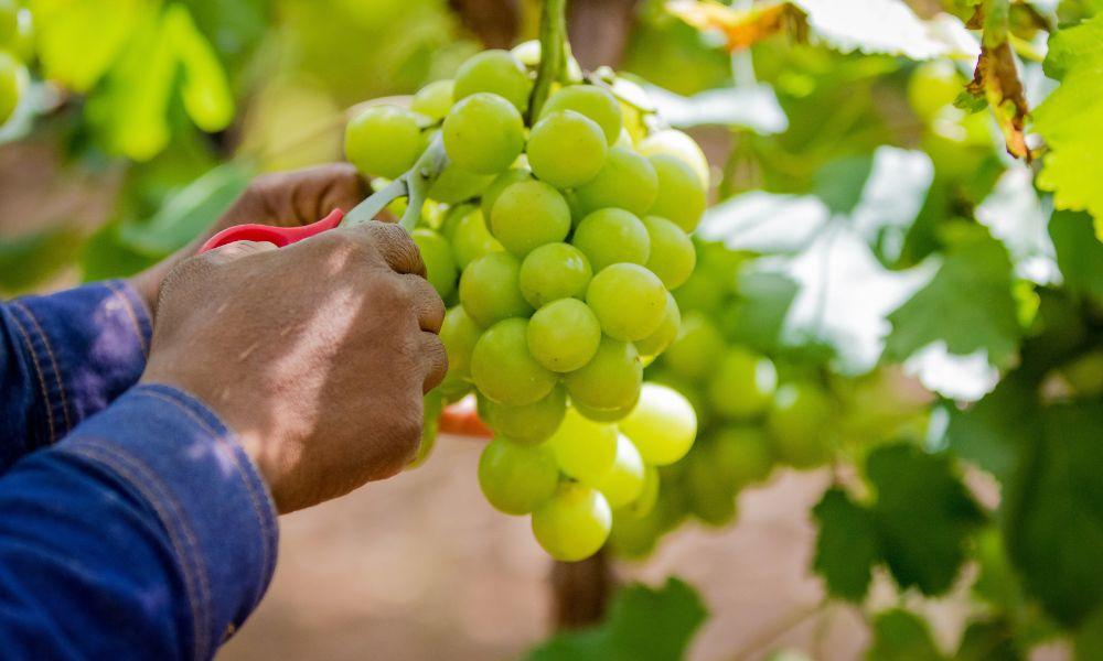 Unique tasting notes, giving back to the community: The story of South African table grapes