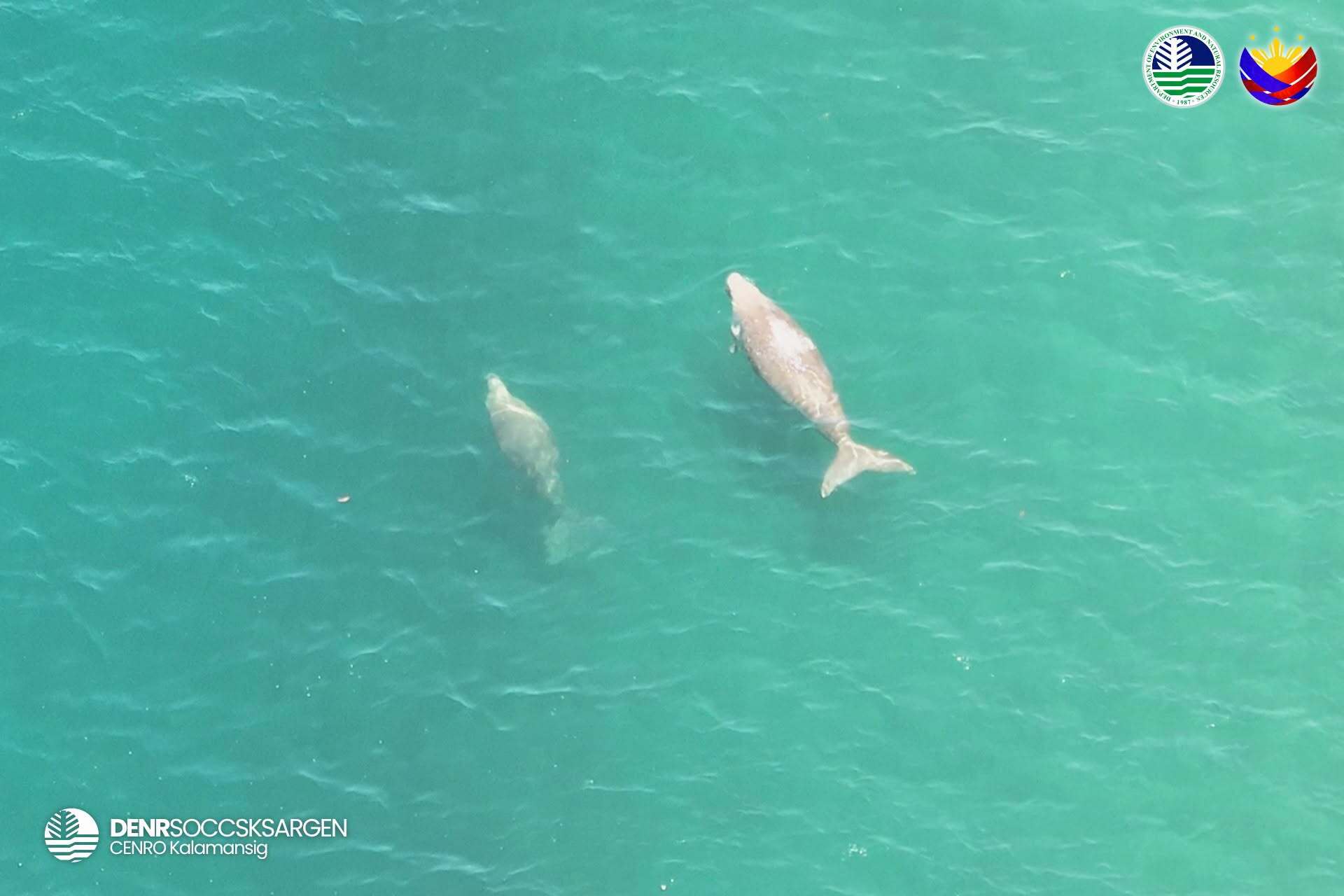 Mga dugong at pawikan, namataan sa baybayin ng Kalamansig, Sultan Kudarat

