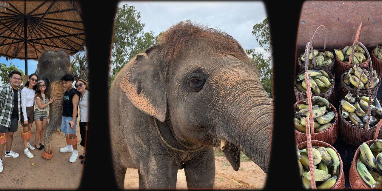 Meeting elephants in Thailand: Here's what a responsible visit can look like