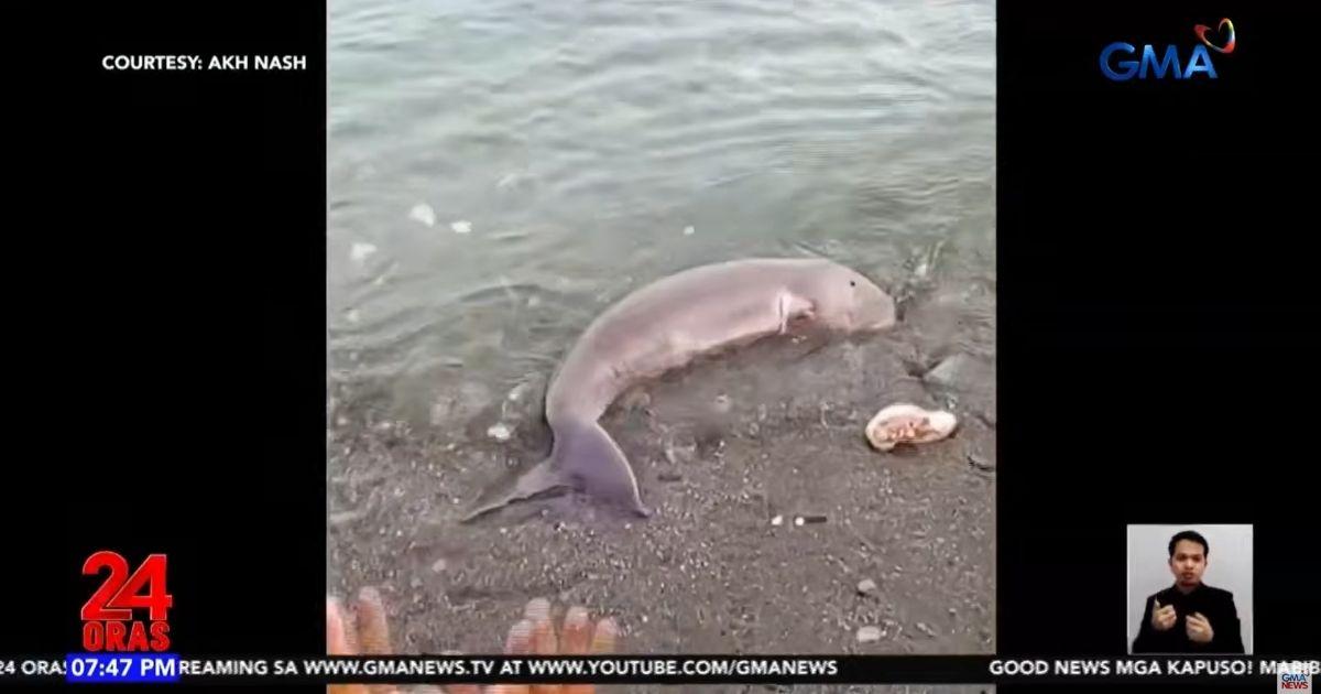 Young dugong drifts ashore in Maguindanao Del Norte